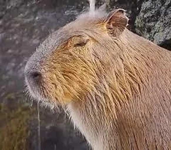 cute news tier capybara

https://www.reddit.com/media?url=https%3A%2F%2Fi.redd.it%2Fcontemplating-about-life-v0-xwk6atrvwrdc1.jpeg%3Fs%3D23df77cca6ae749f94634c7582d25ef0b5ffd9b9