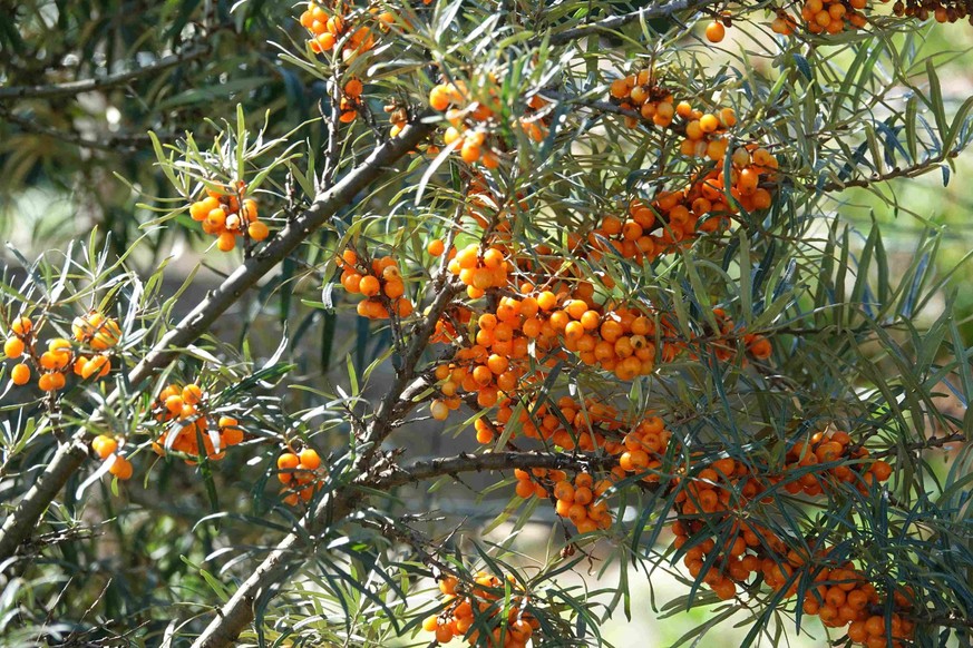 Hippophae rhamnoïdes, Arbousier.