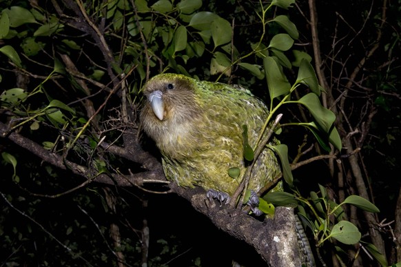 Kakapo: Il est potelé, il ne sait pas voler et il est trop chou
