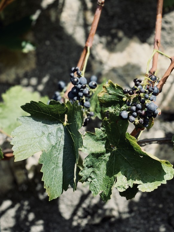 Le Clos du Rocher, à Yvorne dans le Chablais vaudois, a une histoire assez spectaculaire: son terroir est indirectement né d’une catastrophe naturelle.