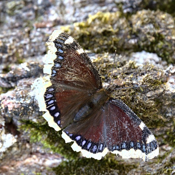 cute news animal tier schmetterling

https://imgur.com/t/butterfly/HEj4qaM