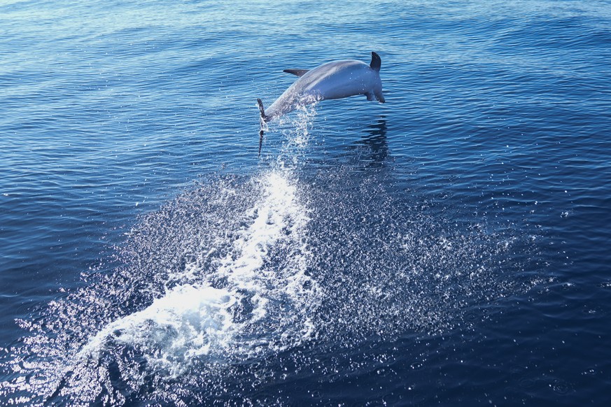 A bottlenose dolphin swims off the coast of Niteroi during a whale-watching tour in Niteroi, Rio de Janeiro state, Brazil, Thursday, June 20, 2024. The whale-watching season has begun for tourists tak ...