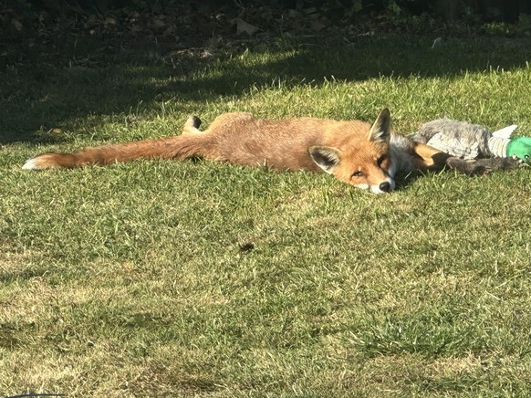 cute news tier fuchs

https://www.reddit.com/r/foxes/comments/1el1l54/lovely_time_laying_in_the_sun/
