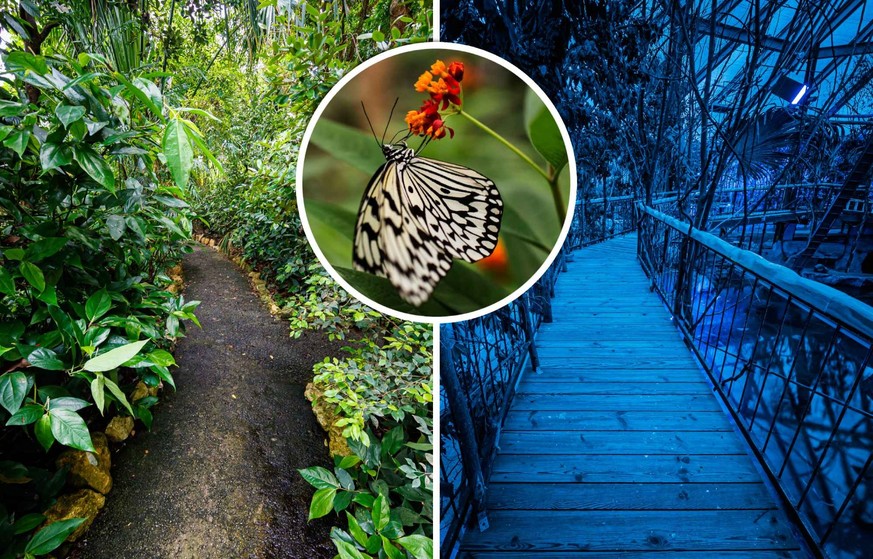 Prêts à arpenter les chemins de ces jungles diurnes et nocturnes sous dômes?