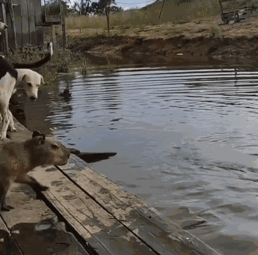 GIF animé