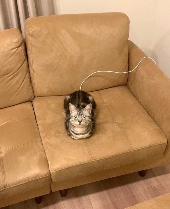 cute news tier katze

https://ch.pinterest.com/pin/422281211696399/