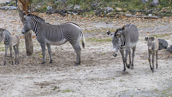 Deux zèbres de Grévy, espèce très menacée, sont nés en octobre au zoo de Zurich.