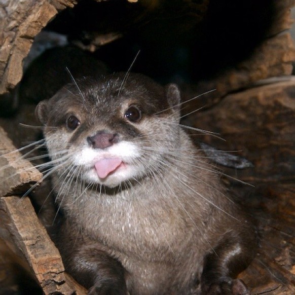 cute news tier otter

https://ch.pinterest.com/pin/1121888957210442281/