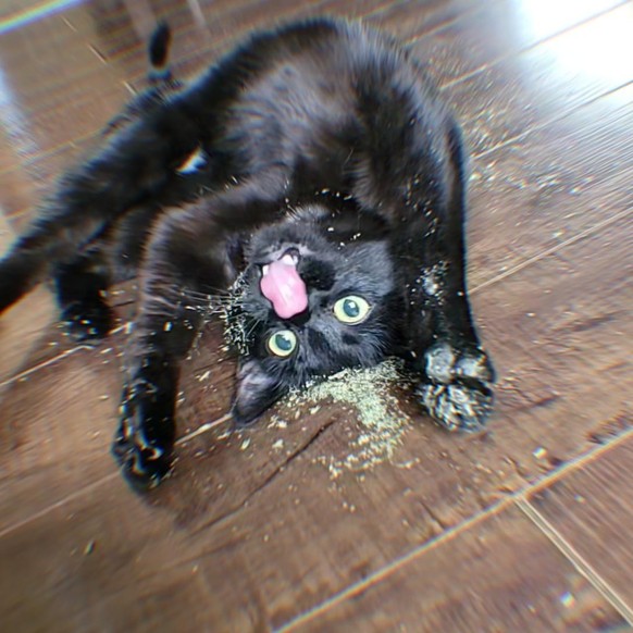 cute news tier katze

https://www.reddit.com/r/CatsBeingCats/comments/1g7nji7/merlynn_rescued_from_the_dumpster_last_year/