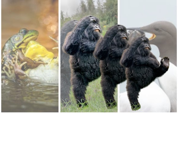 Ce gorille danseur est devenu une star