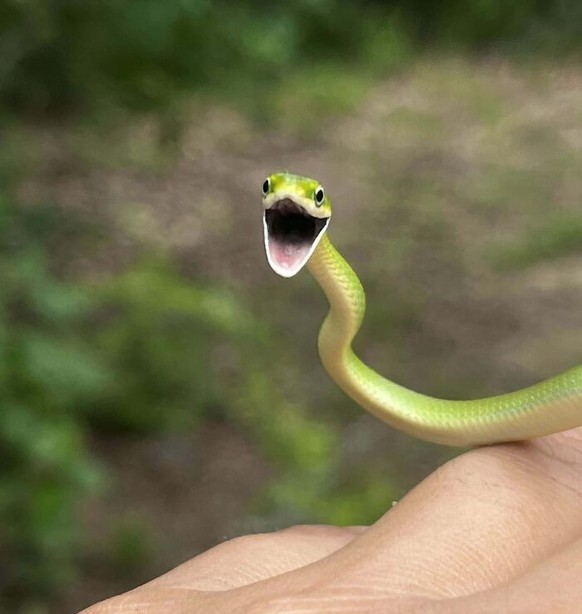 Surprise