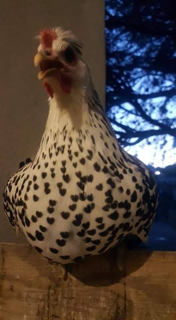 cute news tier huhn

https://www.reddit.com/r/interestingasfuck/comments/cyt9fu/this_chicken_with_shaped_hearted_spots/#lightbox