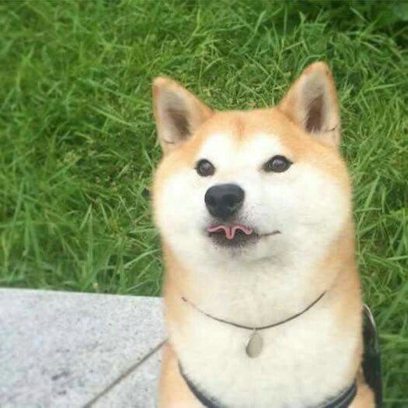 des shiba inus trop mignons!
