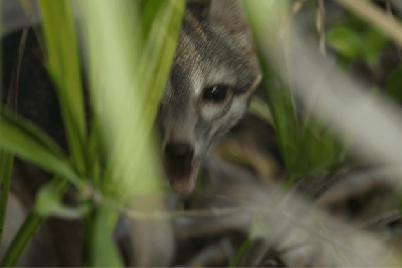 Cozumel-Zwergfuchs
