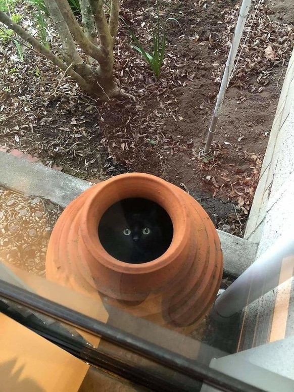 cute news tier katze

https://www.reddit.com/r/IfIFitsISits/comments/1ra1k78/im_waiting_to_bloom/
