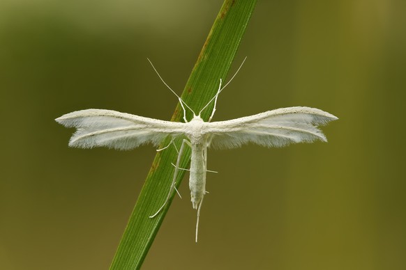 Weiße Winden-Federmotte (Pterophorus pentadactyla)