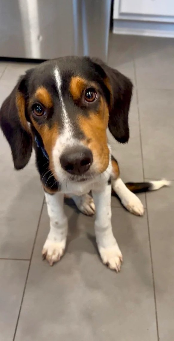 cute news tier hund

https://www.reddit.com/r/dogpictures/comments/1kfktbv/goose_just_busted_him_out_of_the_shelter_welcome/#lightbox