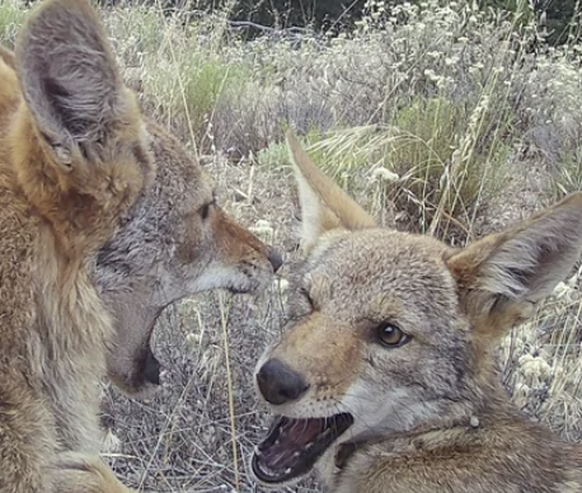Lustige Kojoten in der Wildtierkamera