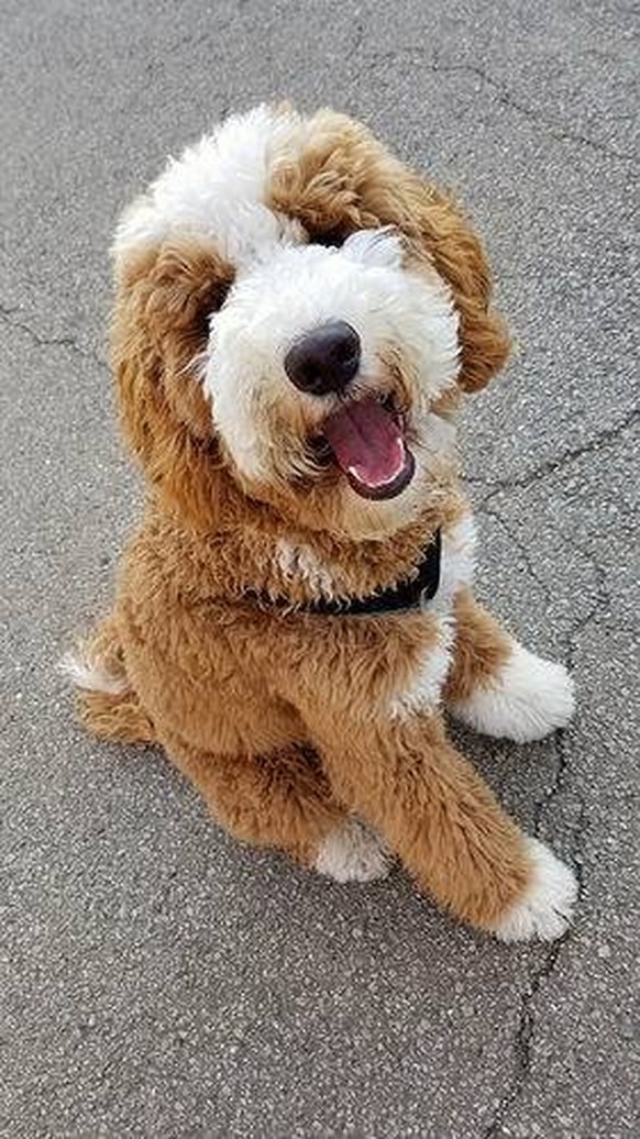 cute news animal tier dog hund

https://imgur.com/gallery/VojYjBZ