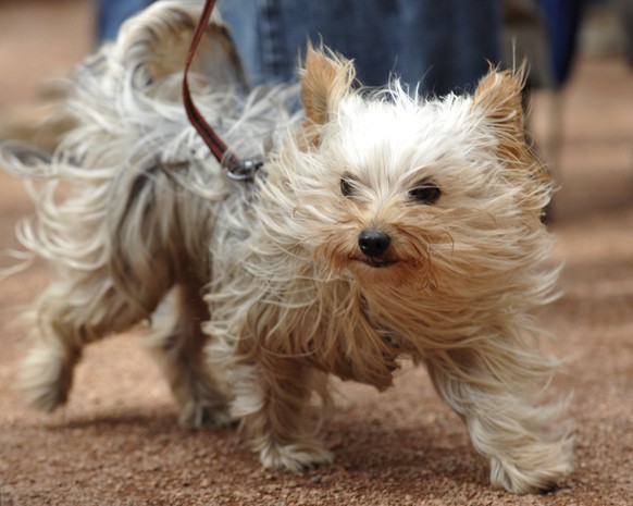 Yorkshire Terrier Uschi haelt am Mittwoch, 1. Okt. 2008, an der Leine ihrer Besitzerin in Dresden beim Spaziergang durch den Zwinger die Schnauze in den heftig wehenden Wind. Temperaturen von nur noch ...