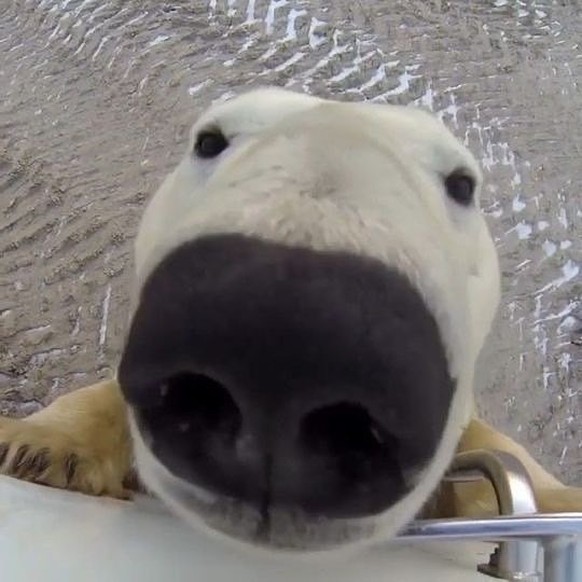 cute news tier bären und wildtierkameras

https://www.instagram.com/p/C0mAN2BvMQU/?img_index=0