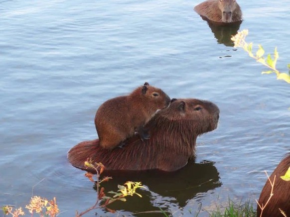 cute news tier capybara

https://www.reddit.com/r/capybara/comments/1b79dt7/amongst_other_means_of_transportation_capybaras/