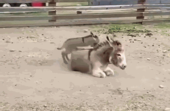 GIF animé