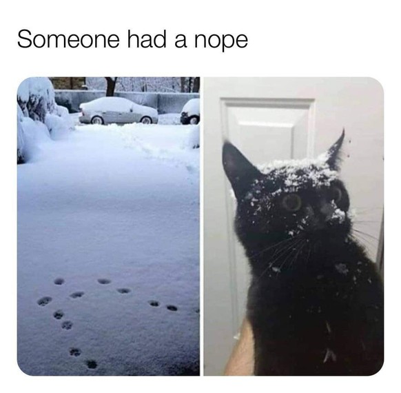 Katzen im Schnee: Meme