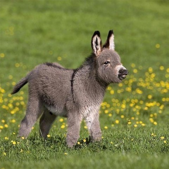 cute news tier esel

https://ch.pinterest.com/pin/2603712280633341/