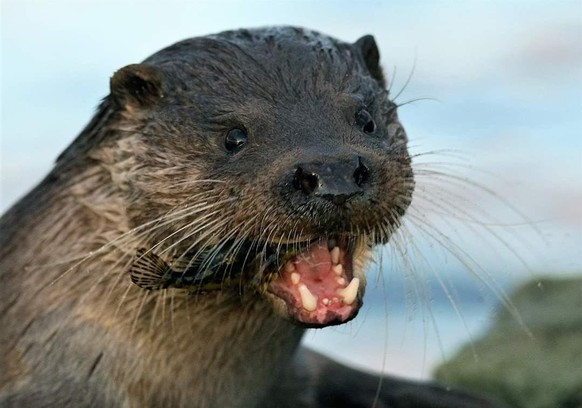 cute news animal tier otter

https://www.reddit.com/r/Otters/comments/xjgysp/i_too_get_this_excited_about_breakfast/