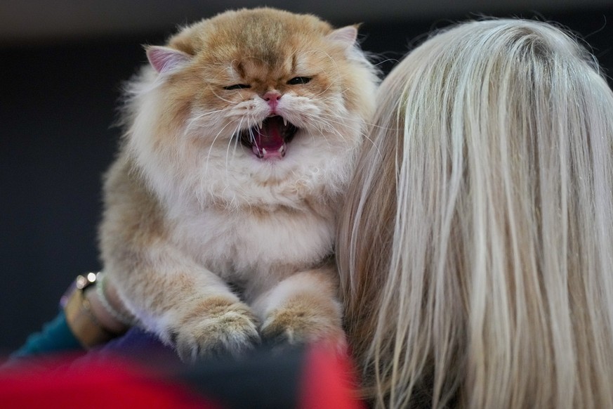 A cat hisses while being held by hew owner during a cat show in Chisinau, Moldova, Saturday, Nov. 2, 2024. (AP Photo/Vadim Ghirda)
