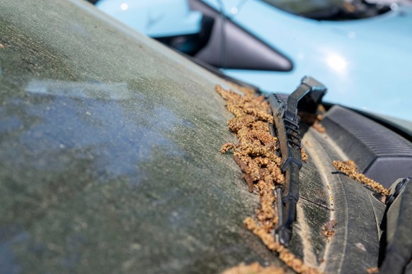 Le pare-brise d'une voiture couvert de pollen.