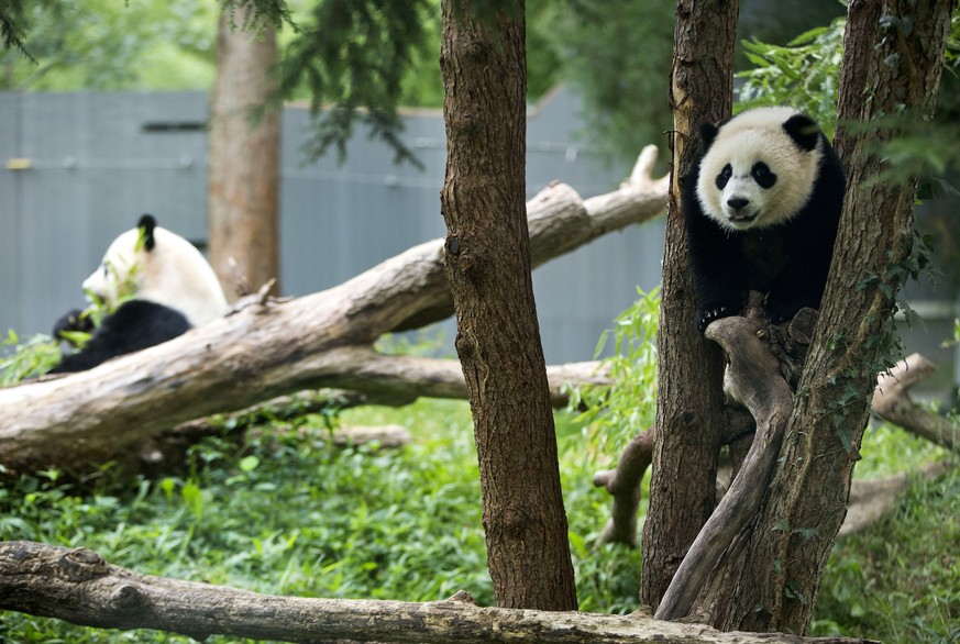 FILE- Panda cub Bao Bao, right, and her mother Mei Xiang are seen in their habitat at the National Zoo in Washington, Aug. 23, 2014. (AP Photo/Pablo Martinez Monsivais, File)