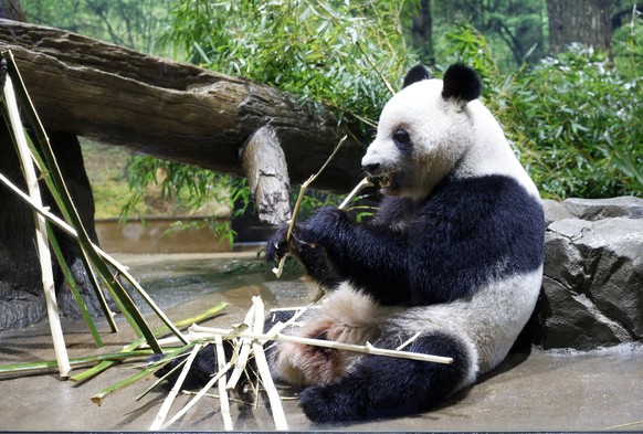 epa12554023 Giant panda Lei Lei eats bamboo at Ueno Zoological Gardens in Tokyo, Japan, 28 November 2025. Japan could be left without any giant pandas for the first time in decades after the upcoming  ...