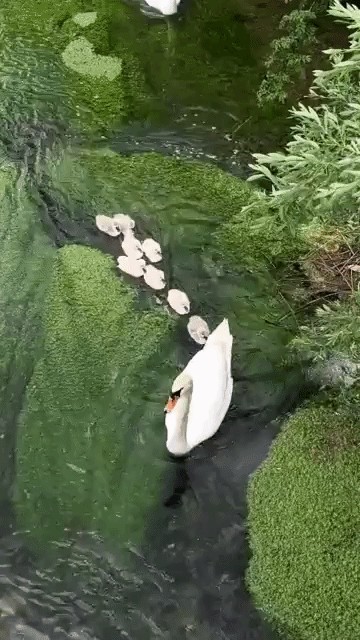 GIF animé
