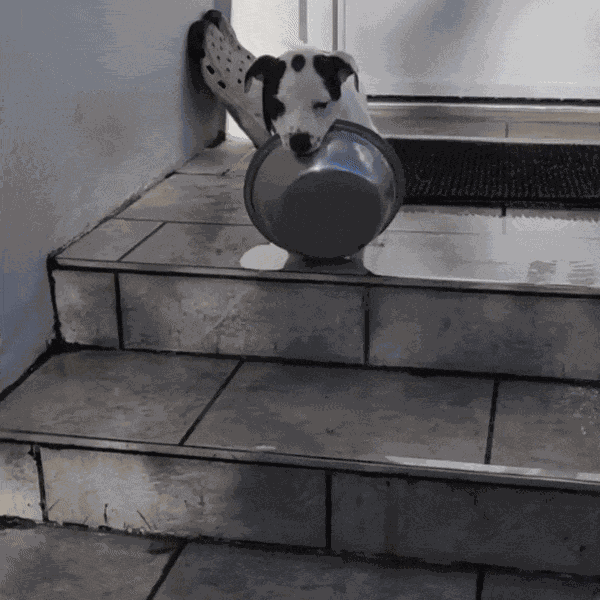 GIF animé