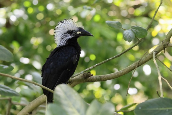 Weißschopf-Hornvogel Horizocerus albocristatus, adult, auf Baum, wachsam, Afrika, captive White-crested Hornbill Horizocerus albocristatus, adult, on tree, vigilant, Africa, captive Copyright: imageBR ...