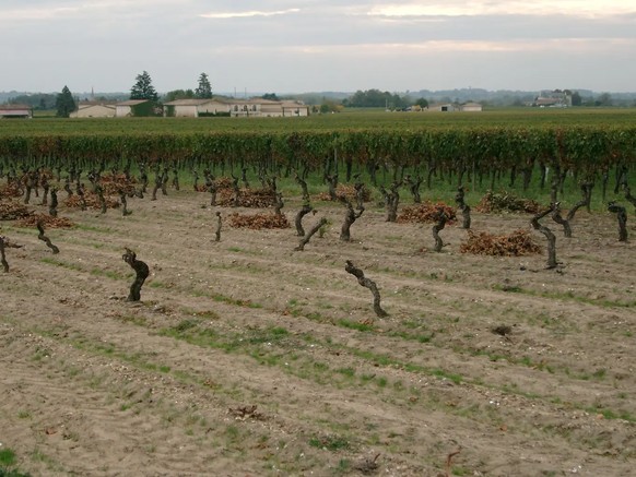 Vigne arrachée à Bordeaux. Les kiwis vont-ils bientôt germer ici?