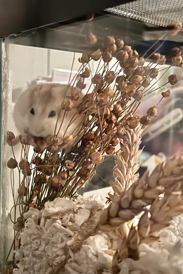 cute news tier hamster

https://www.reddit.com/r/hamsters/comments/z2ix1k/spider_ham_spider_ham_does_whatever_a_spider_ham/