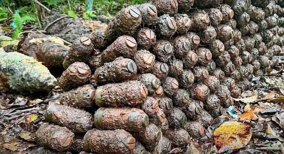 Aux Îles Salomon, les bombes de la Seconde Guerre mondiale continuent de tuer