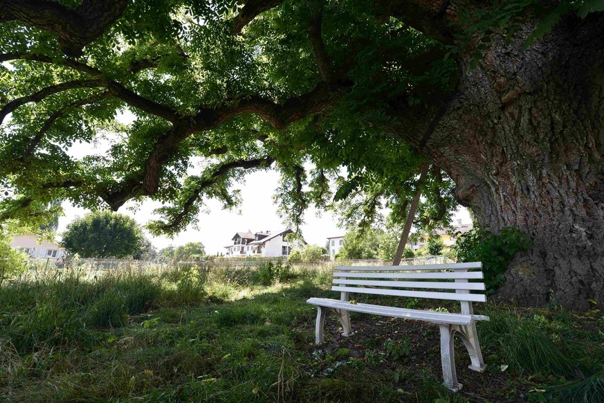 Le noyer de Meinier, ici photographié à l'occasion de son 150e anniversaire.