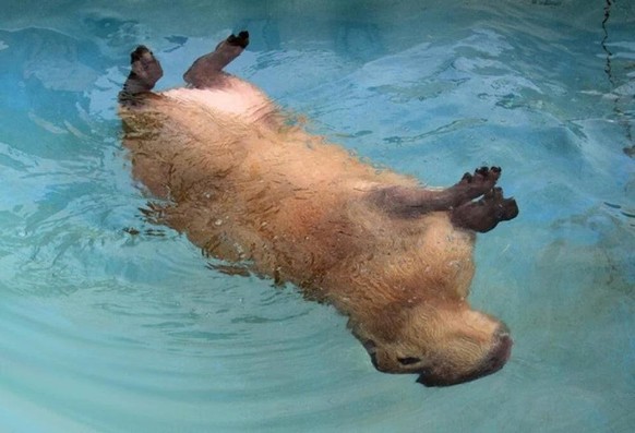 cute news animal tier capybara

https://www.reddit.com/r/capybara/comments/qm1z60/capybara_backstroke/