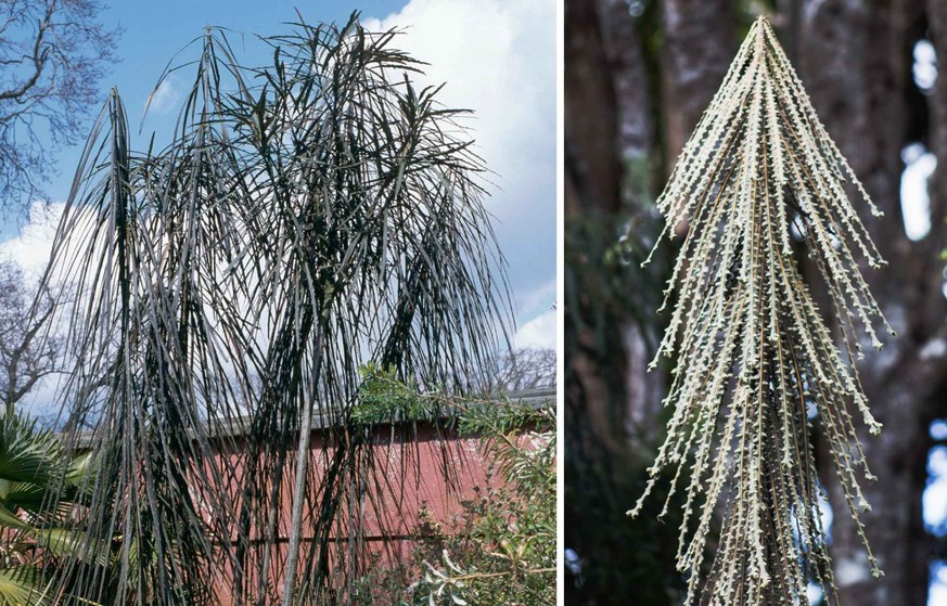 Pseudopanax ferox.