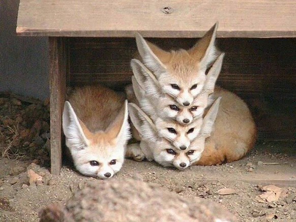 cute news animal tier fuchs fox

https://imgur.com/t/foxes/aWwTMbB