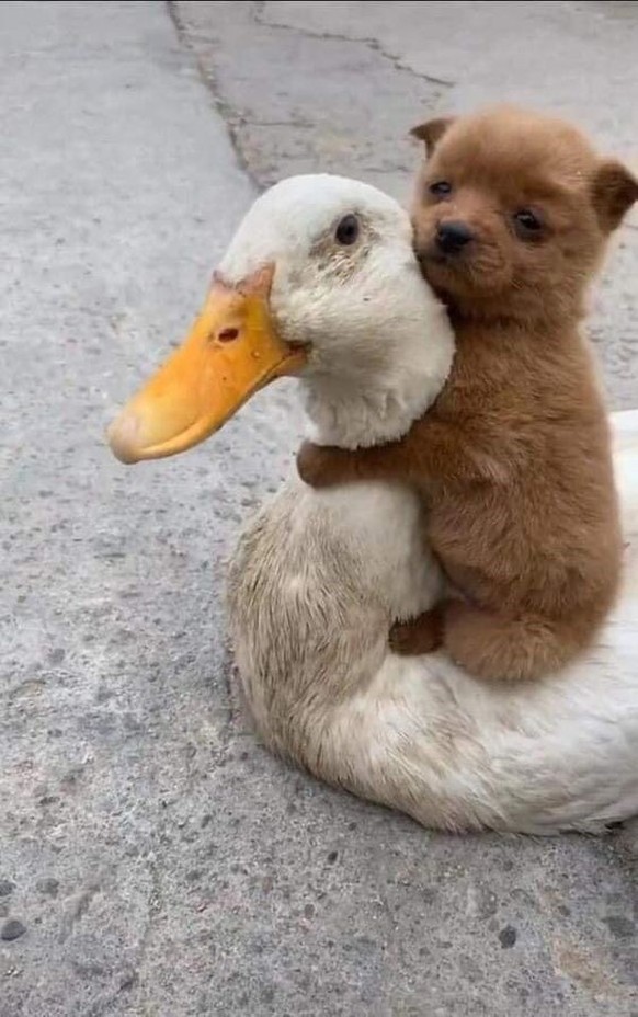 cute news tier gans hund

https://www.reddit.com/r/Animal/comments/12i40d6/beautiful_animal_friendships/