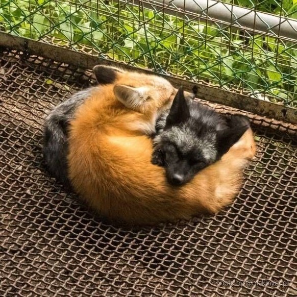 cute news tier fuchs

https://www.instagram.com/p/C1vYWcGL0un/?img_index=1