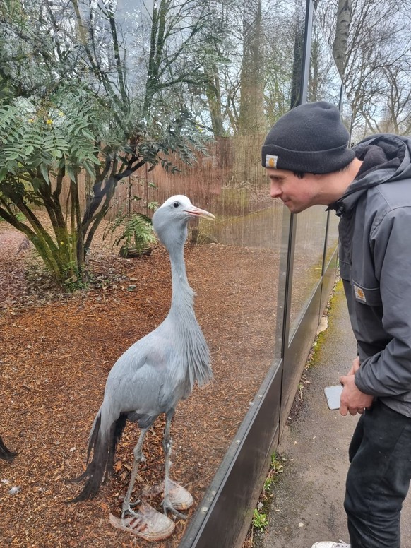 Optische Täuschung: Vogel mit Sneakers