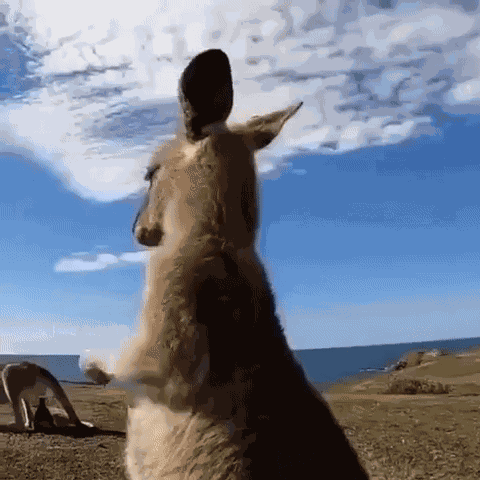 GIF animé