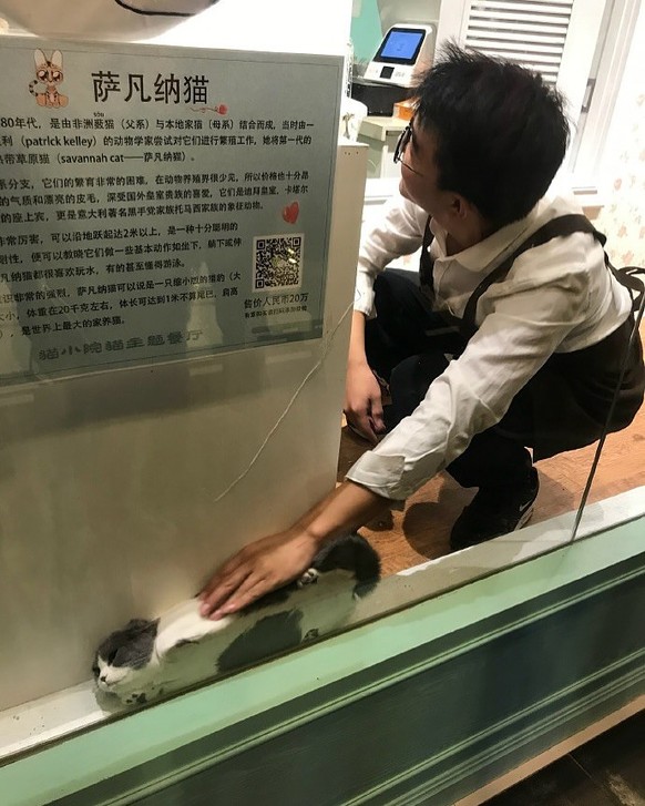 Die lustigsten Fails der Woche: Katze