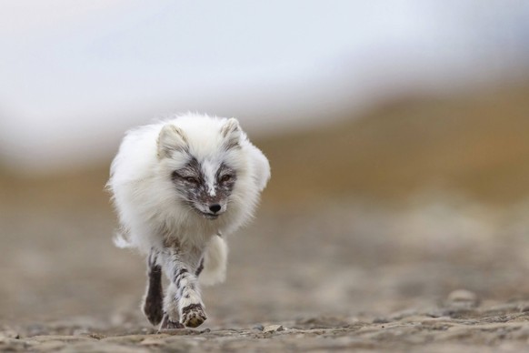 Eisfuchs auf Nahrungssuche, Polarfuchs, Alopex lagopus, Europa, Norwegen, Spitzbergen, Longyearbyen, Svalbard / Spitzbergen, Norwegen, Europa Arctic fox foraging, Arctic fox, Alopex lagopus, Europe, N ...